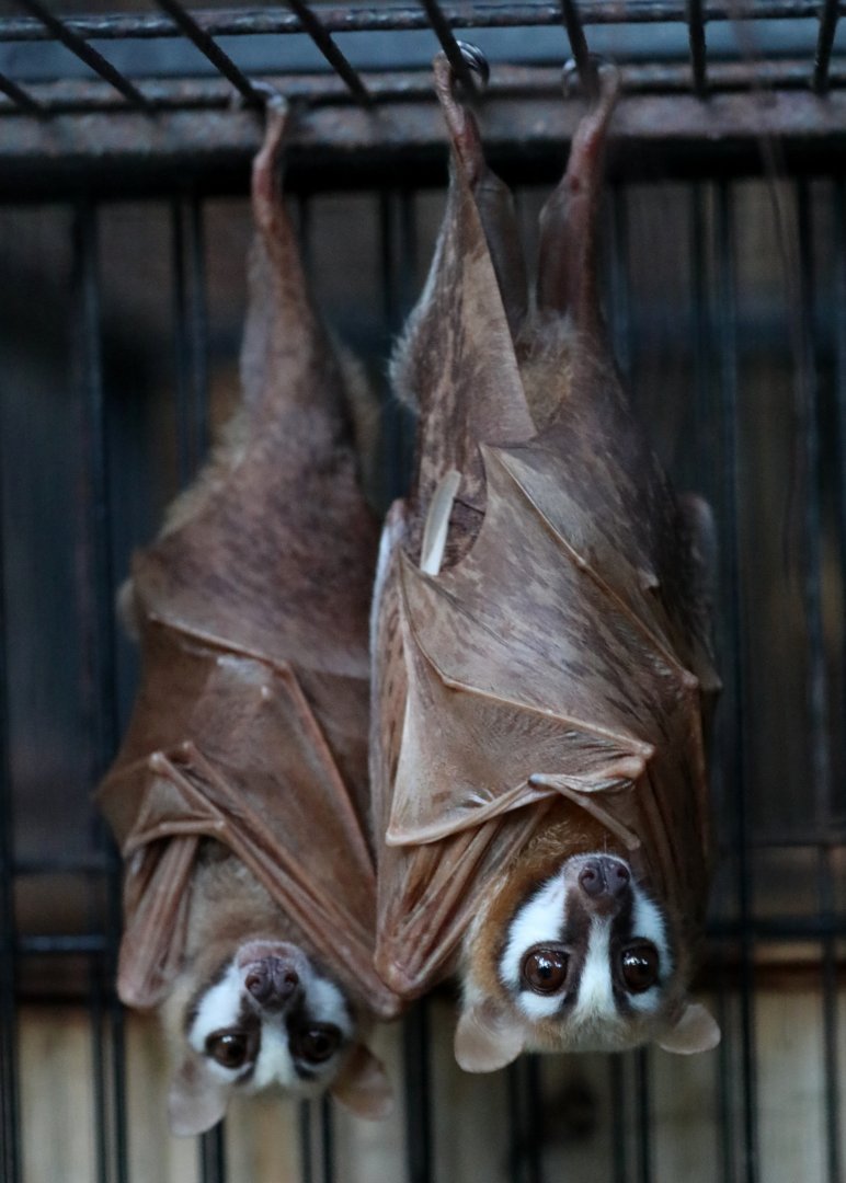 Moluccan masked flying fox (Pteropus personatus)