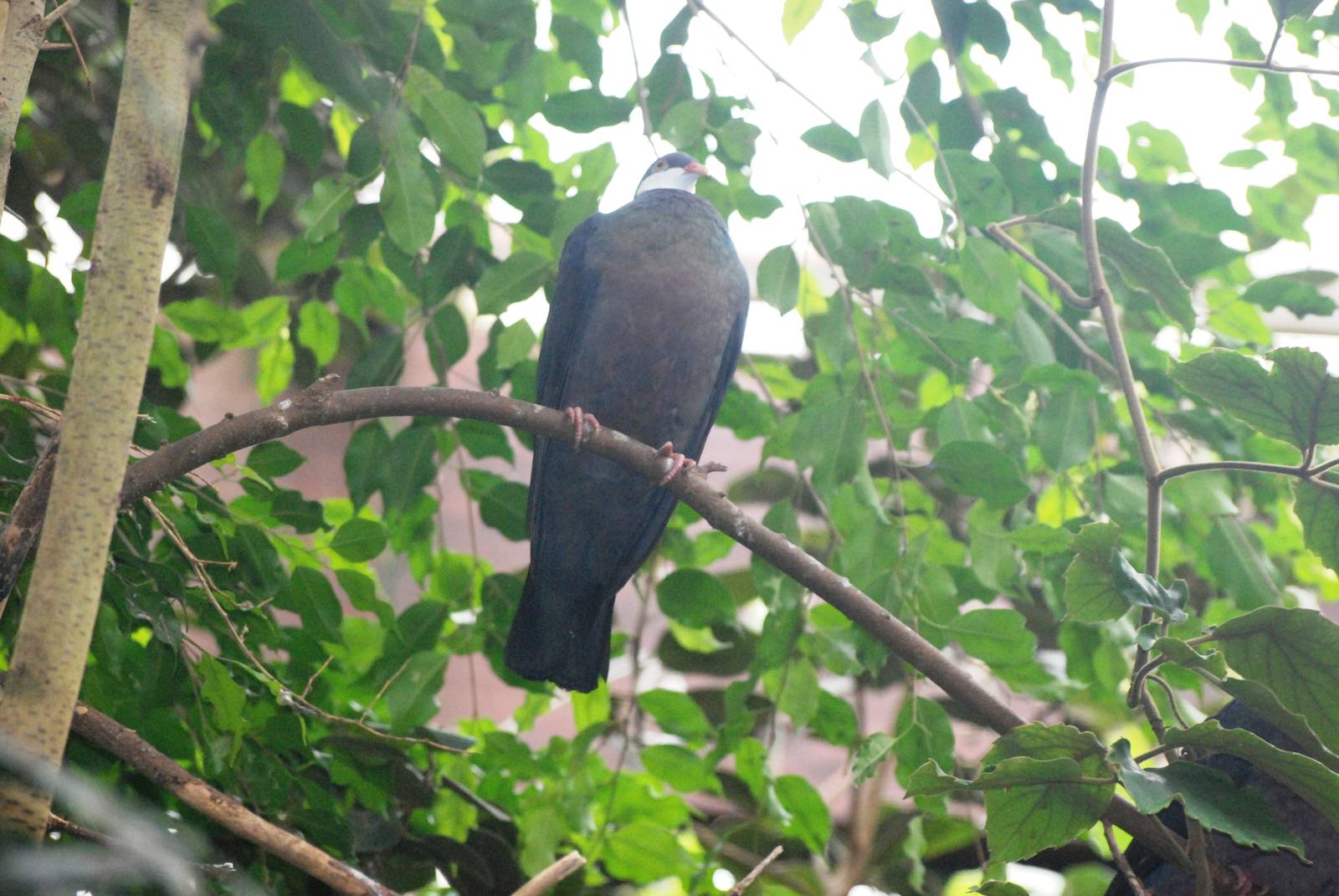 Moluccan Metallic Pigeon at Walsrode, 22/03/13