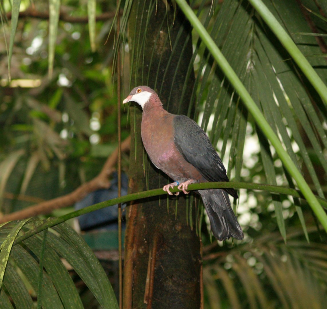 Moluccan metallic pigeon (Columba vitiensis halmaheira), May 2006