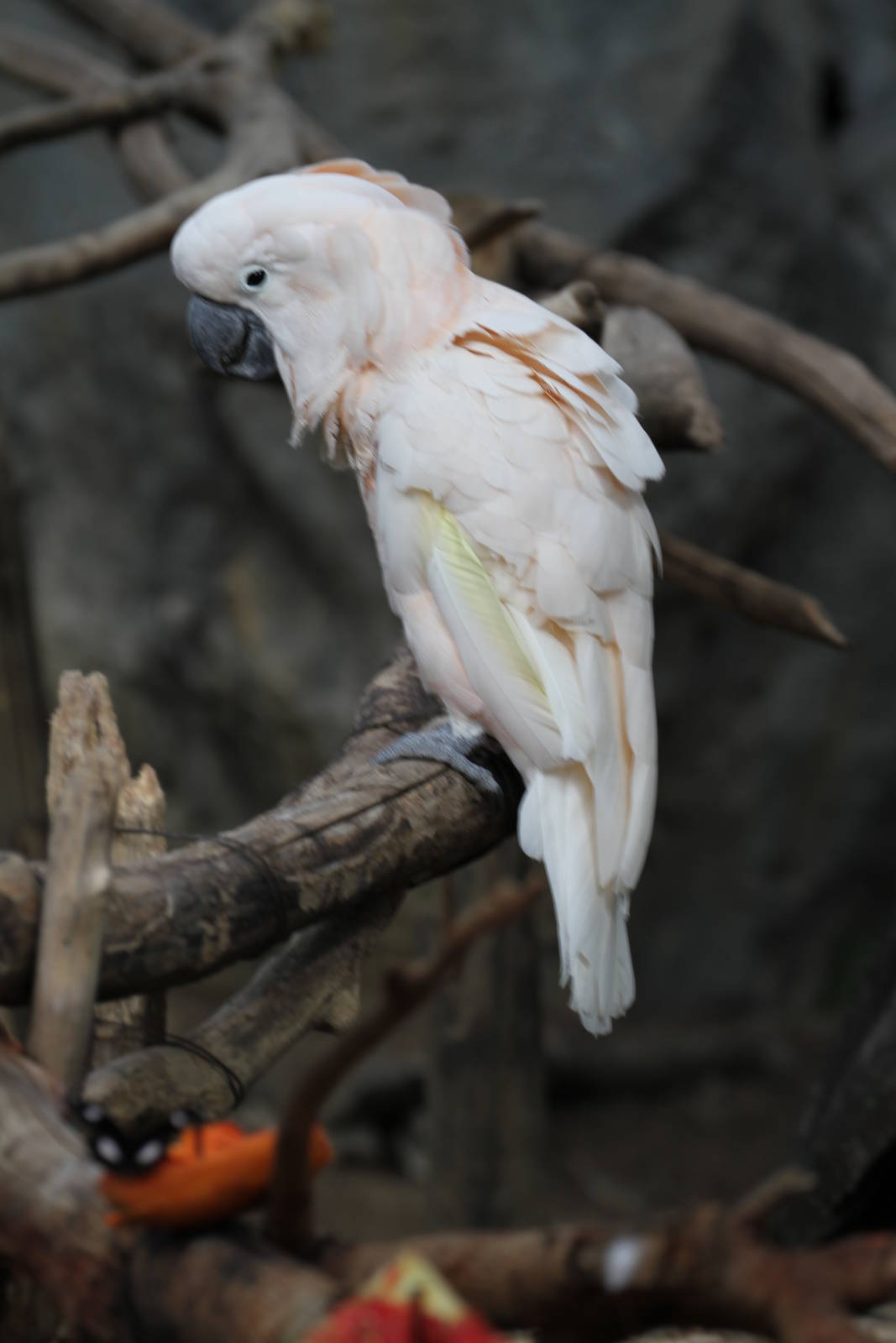 Moluccan or Salmon-crested Cockatoo