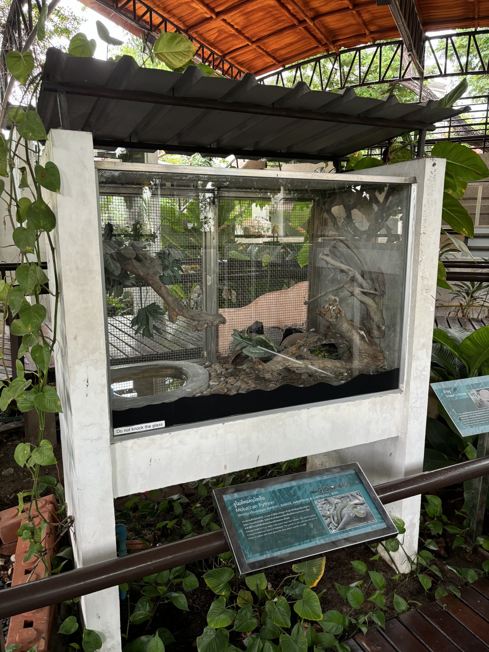 Moluccan Python Exhibit