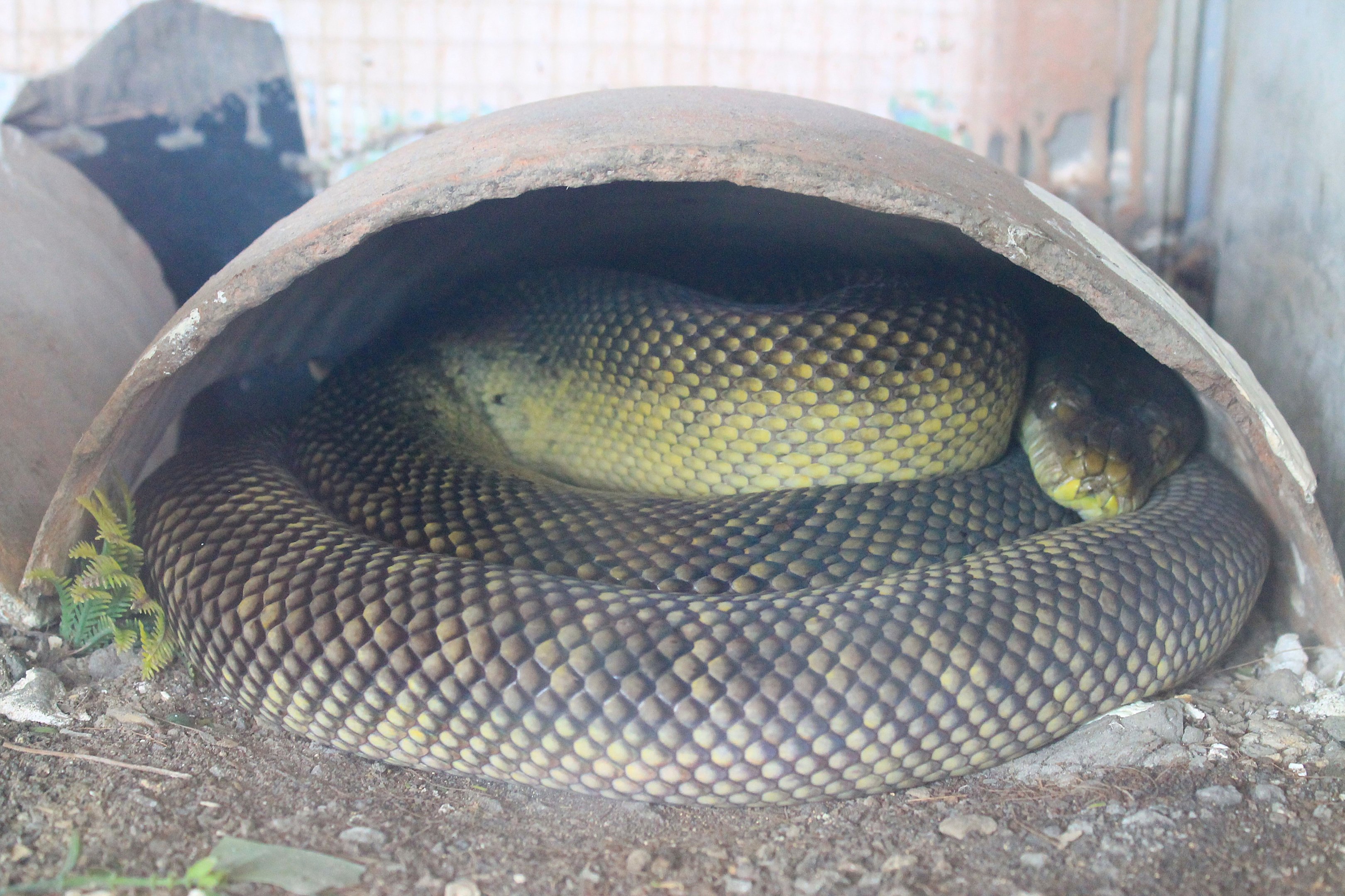 Moluccan Python (Simalia [Morelia] clastolepis)
