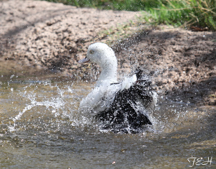 moluccan radjah shelduck
