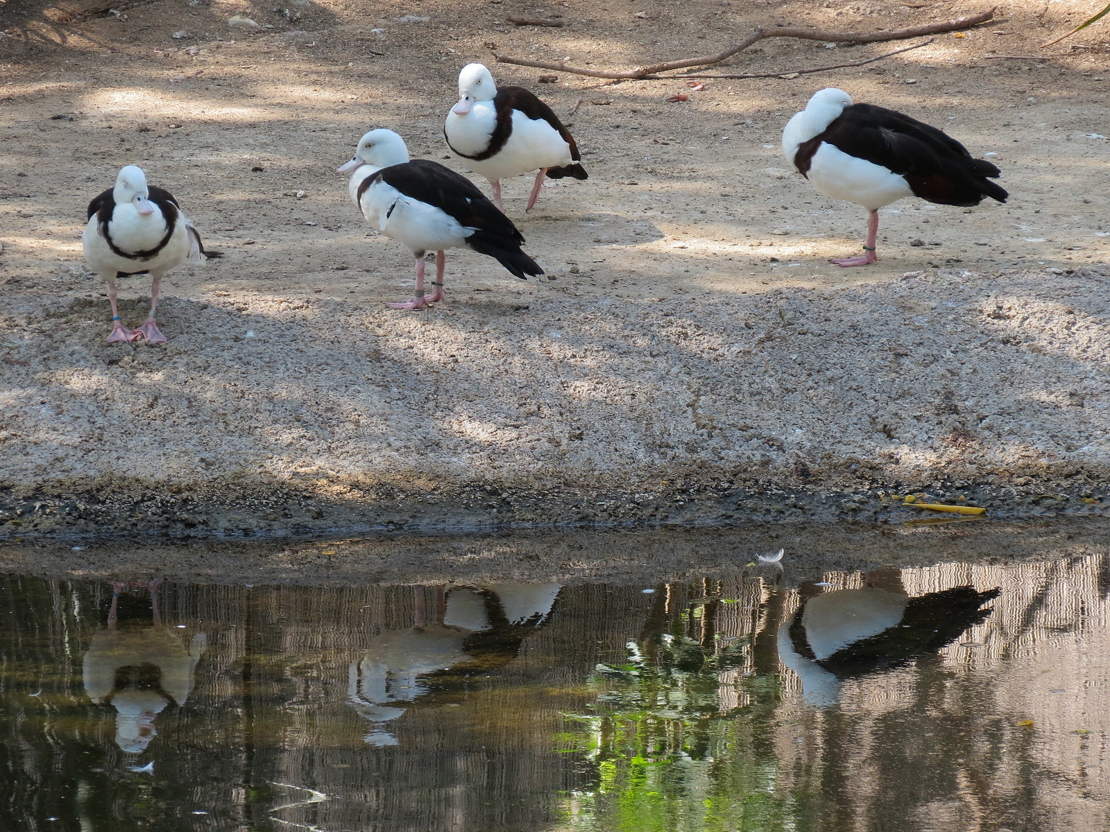 Moluccan Radjah Shelduck
