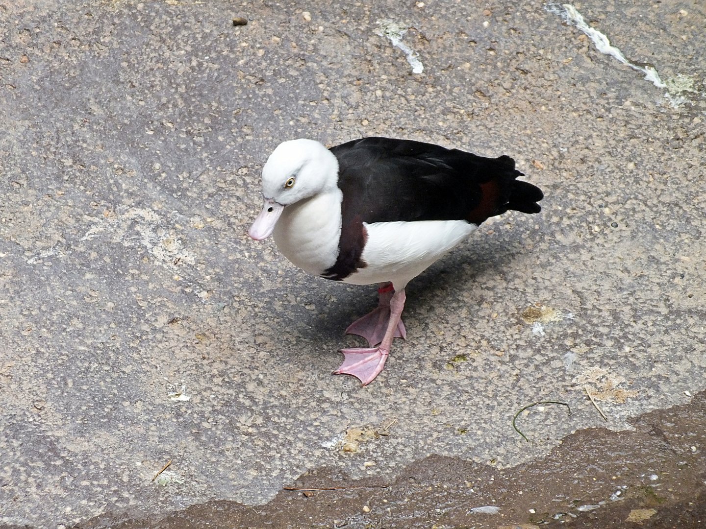 Moluccan radjah shelduck