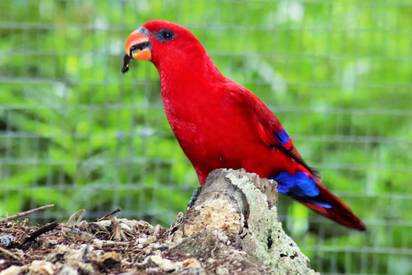 Moluccan Red Lory (Eos bornea)