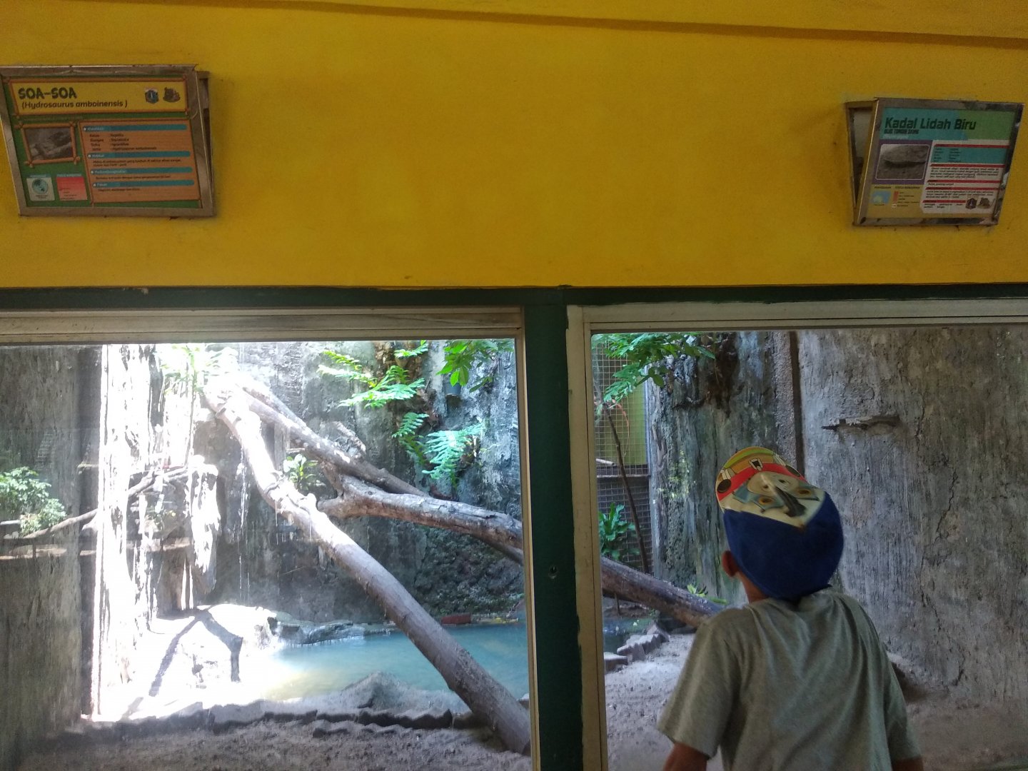 Moluccan sail-finned lizard (Hydrosaurus amboinensis) and Indonesian blue-tongued skink (Tiliqua gigas) exhibit