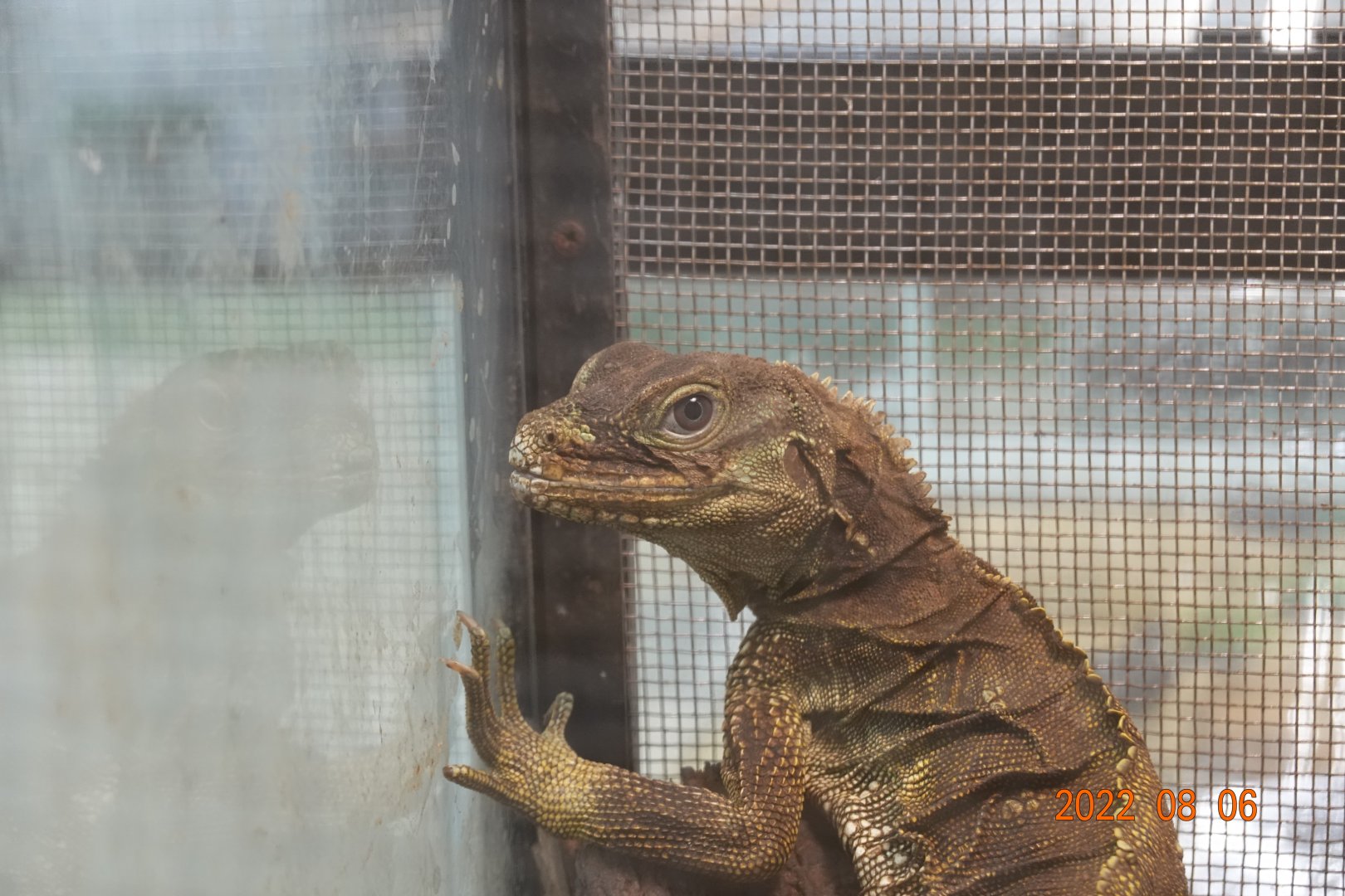Moluccan Sail-finned Lizard (Hydrosaurus amboinensis)