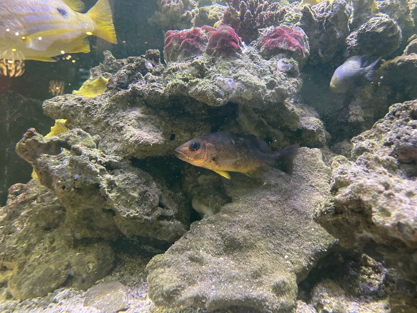 moluccan snapper (lutjanus boutton)