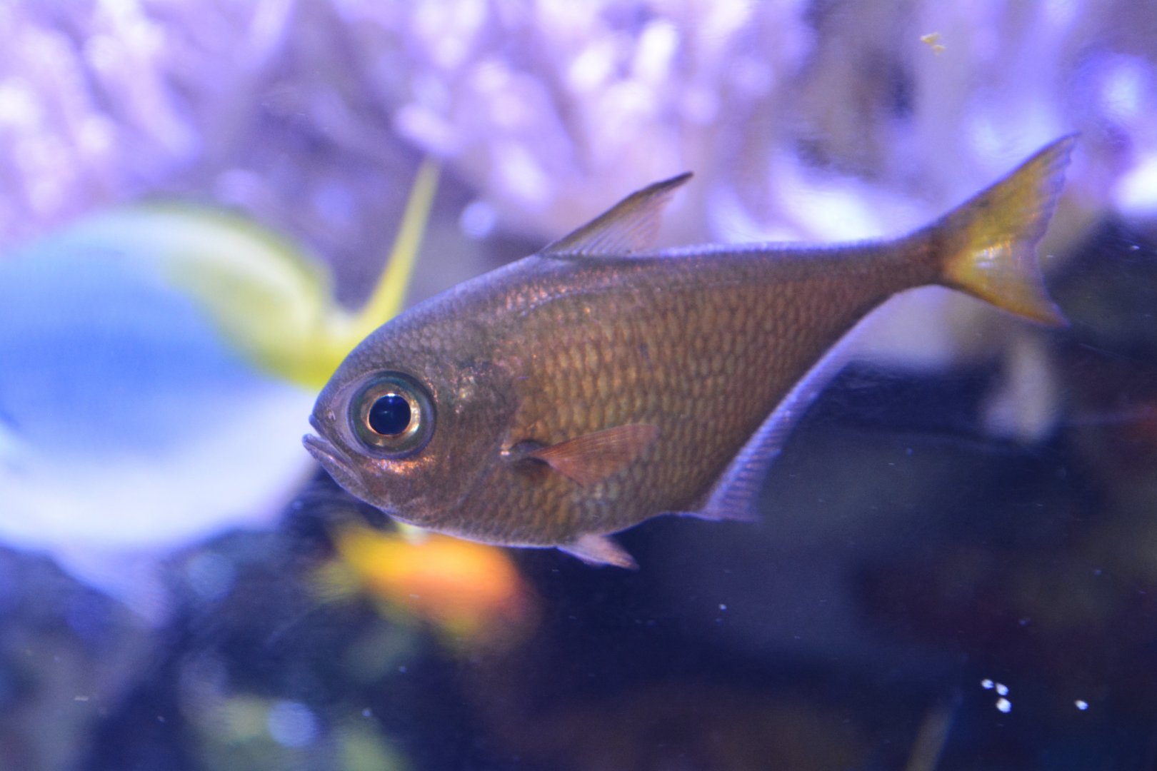 Moluccan sweeper (Pempheris cf. molucca)