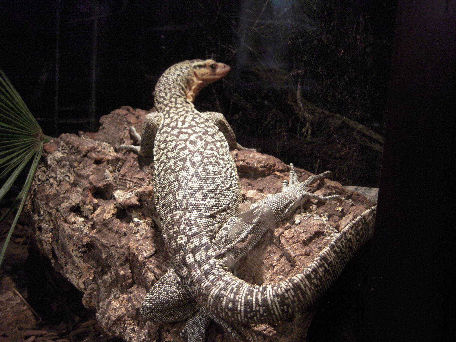 Moluccan Yellow Monitor