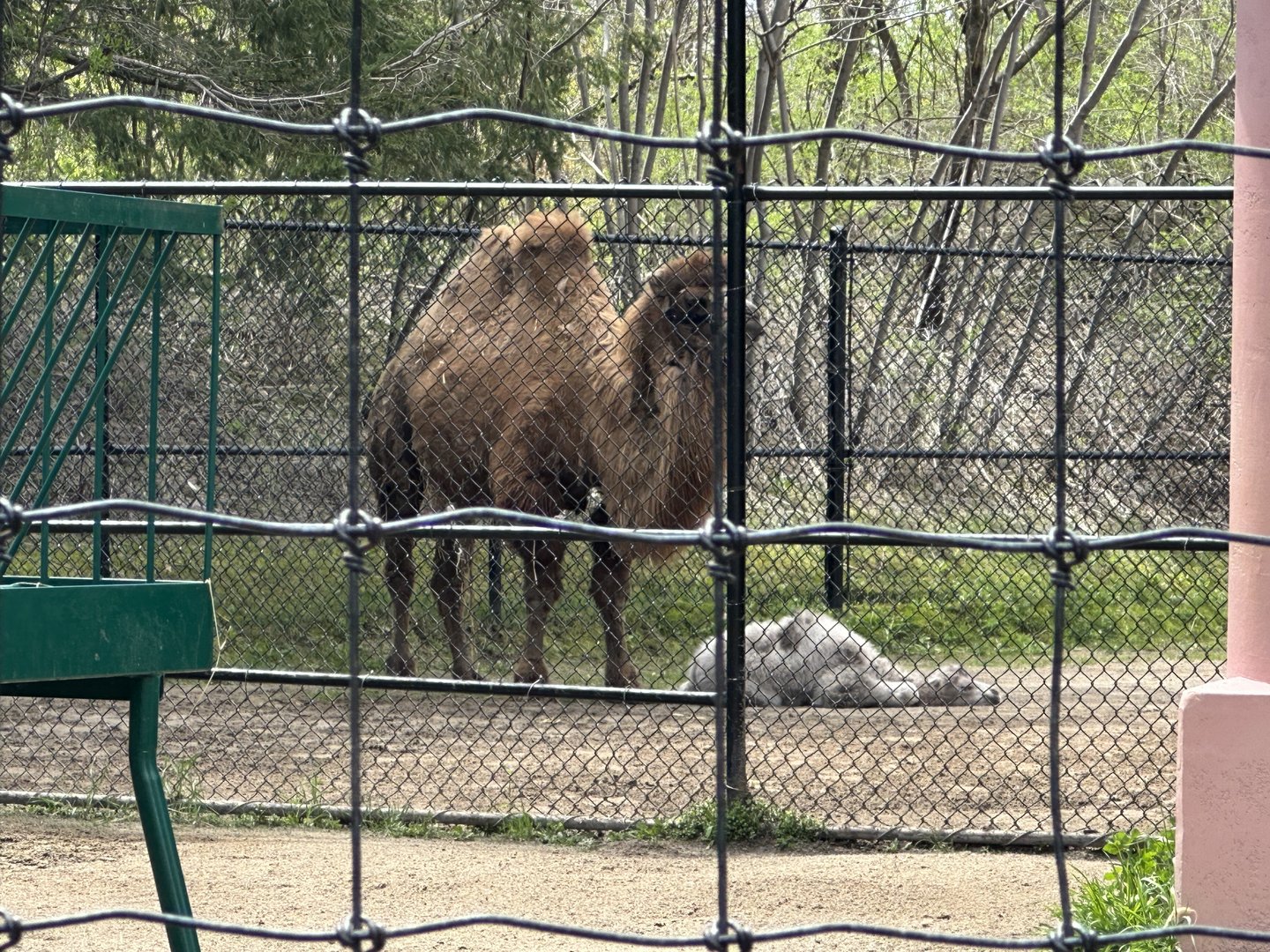 Mom and Baby Camel