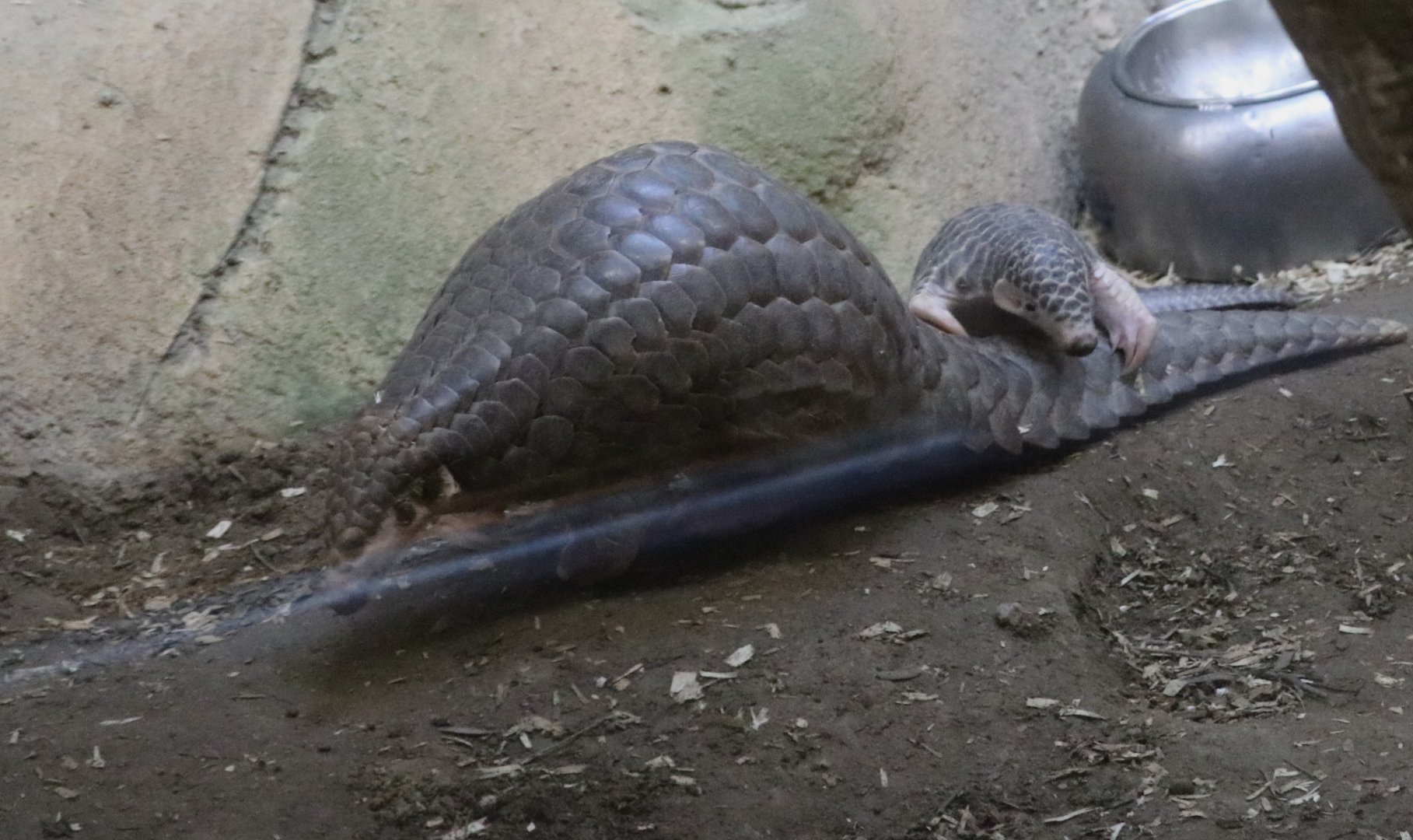 Mom and baby Chinese Pangolin