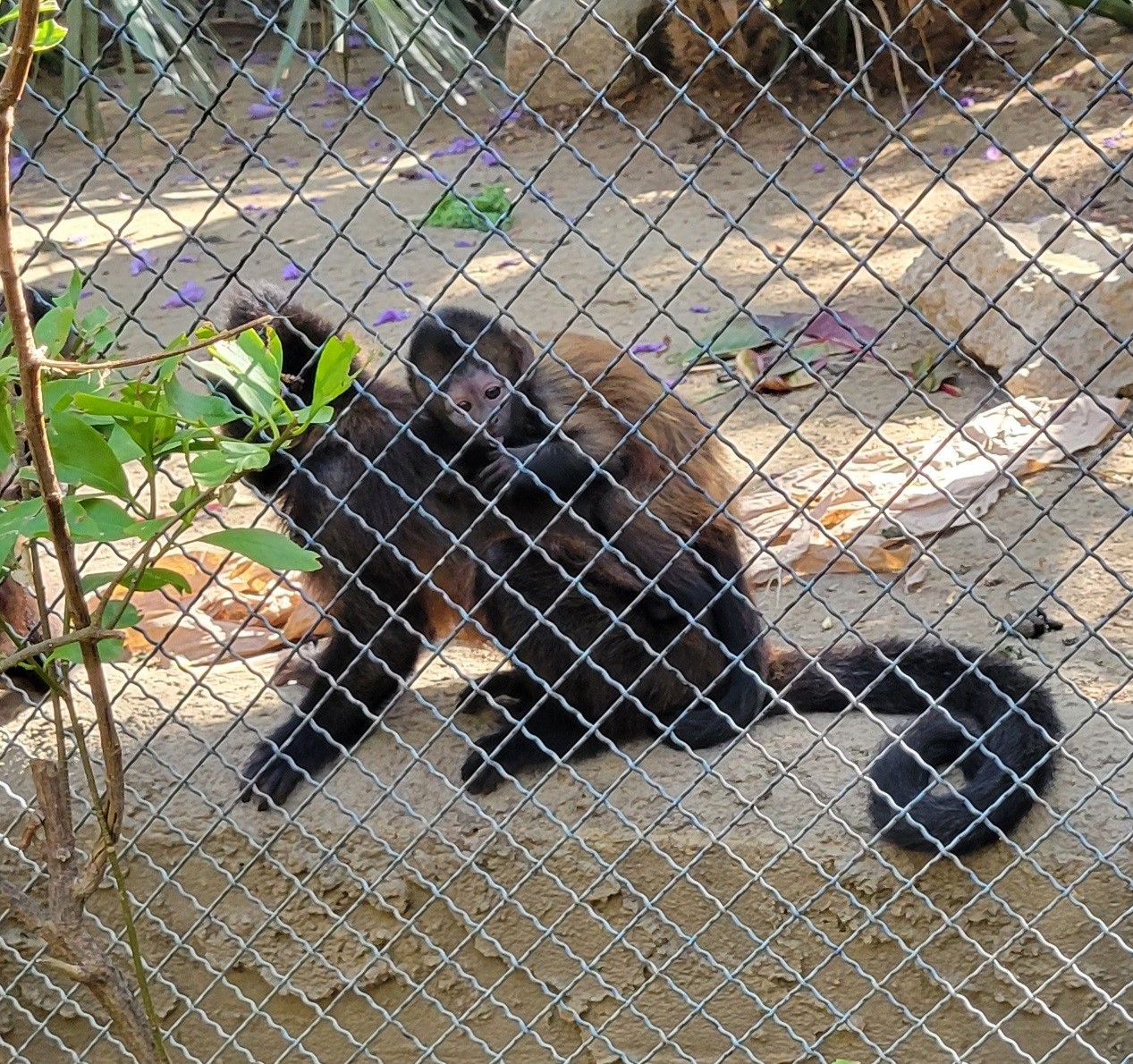 Mom and baby Crested Capuchin Monkeys
