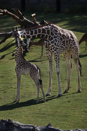 mom and baby giraffe