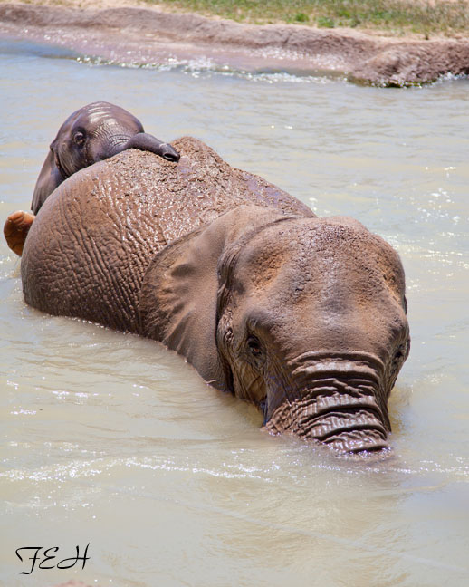 mom and baby go for a swim