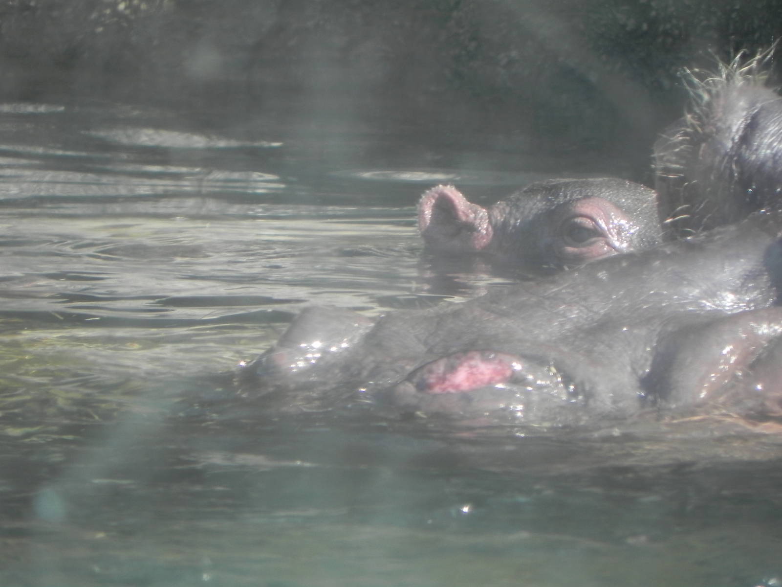Mom and baby hippo