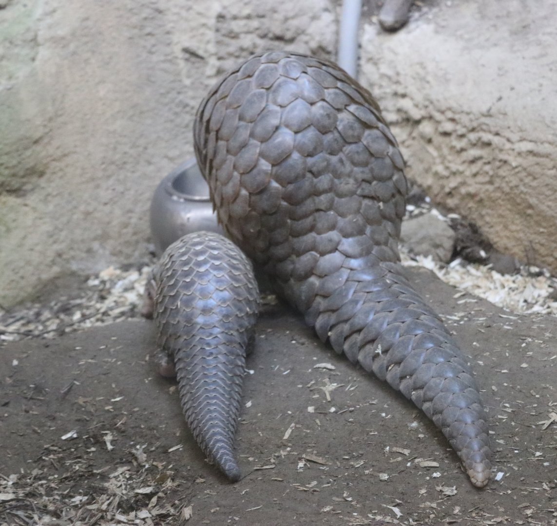 Mom and Baby Pangolin, eating meal together
