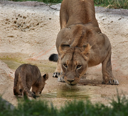 mom and cub drinking
