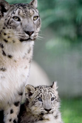 mom and cub, L.A. Zoo