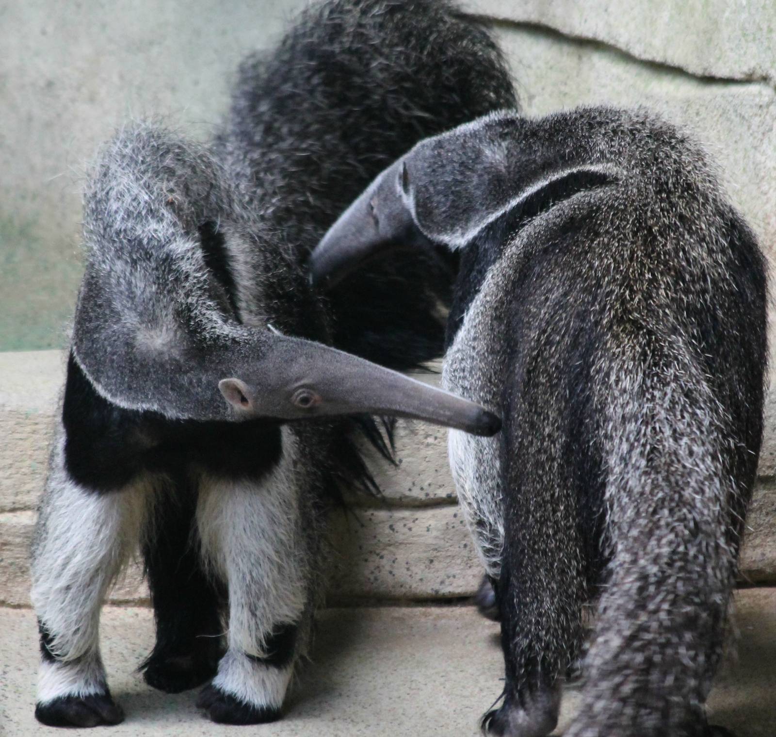 Mom and daughter giant anteater - 1/24/16