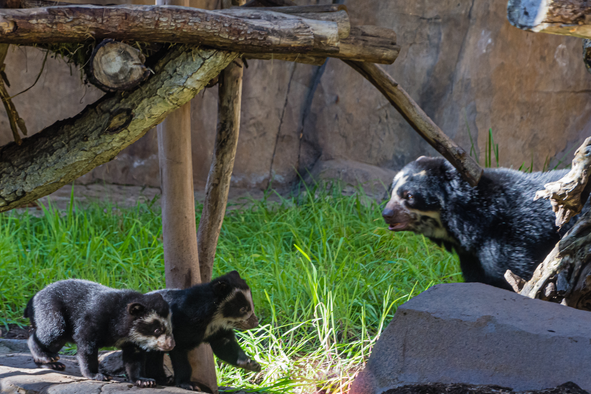 Mom and twin cubs born 12/10/2022