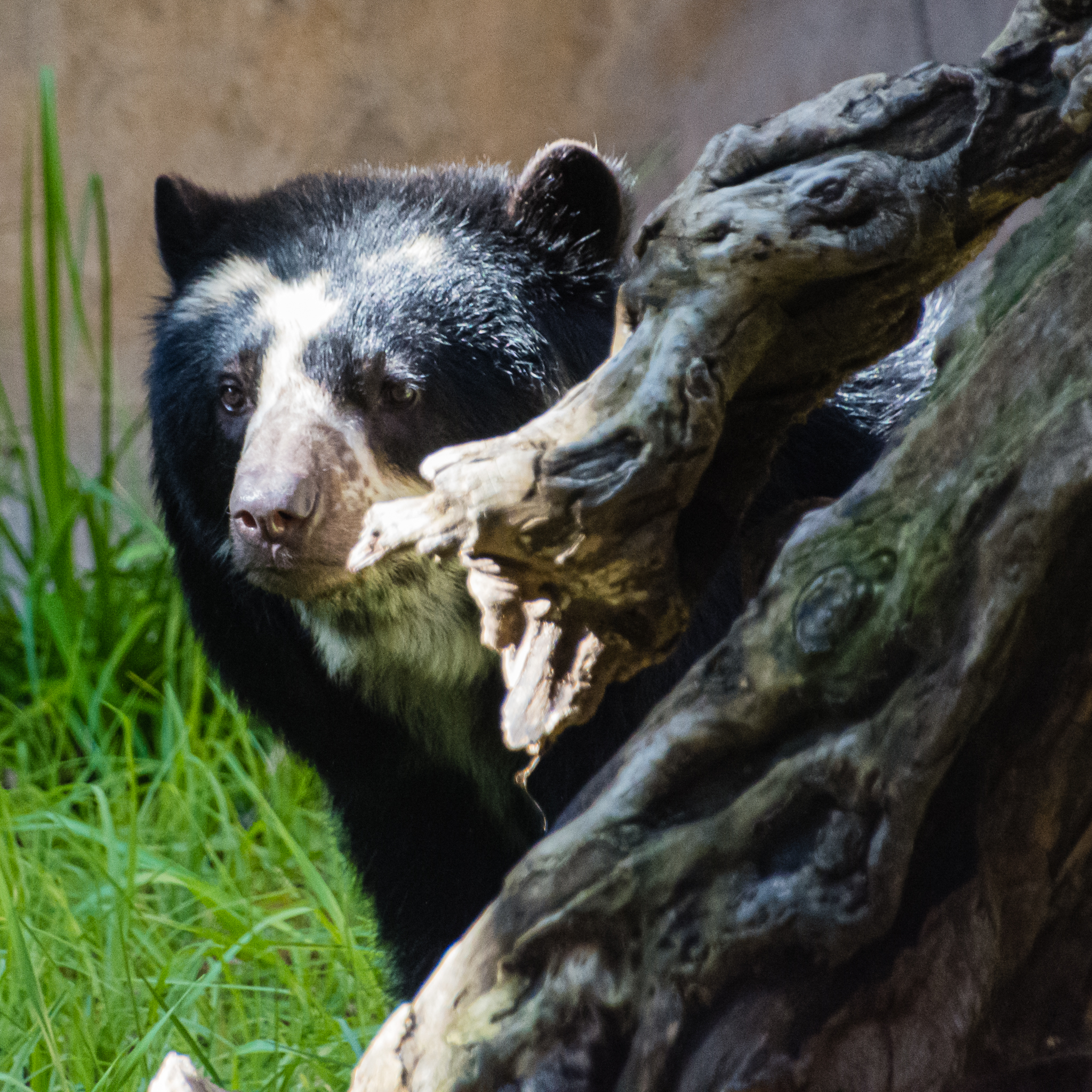 Mom Andean Bear Alba