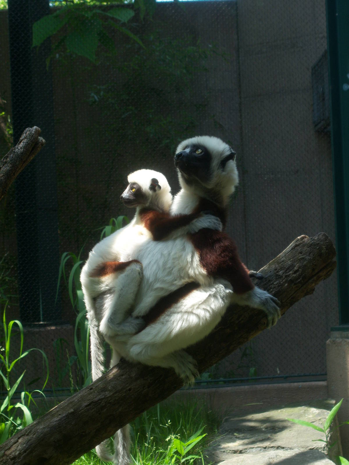 Mom & Baby Sifaka