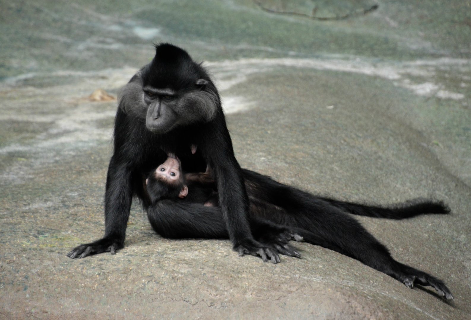 Mom black mangabey with 9-day-old son