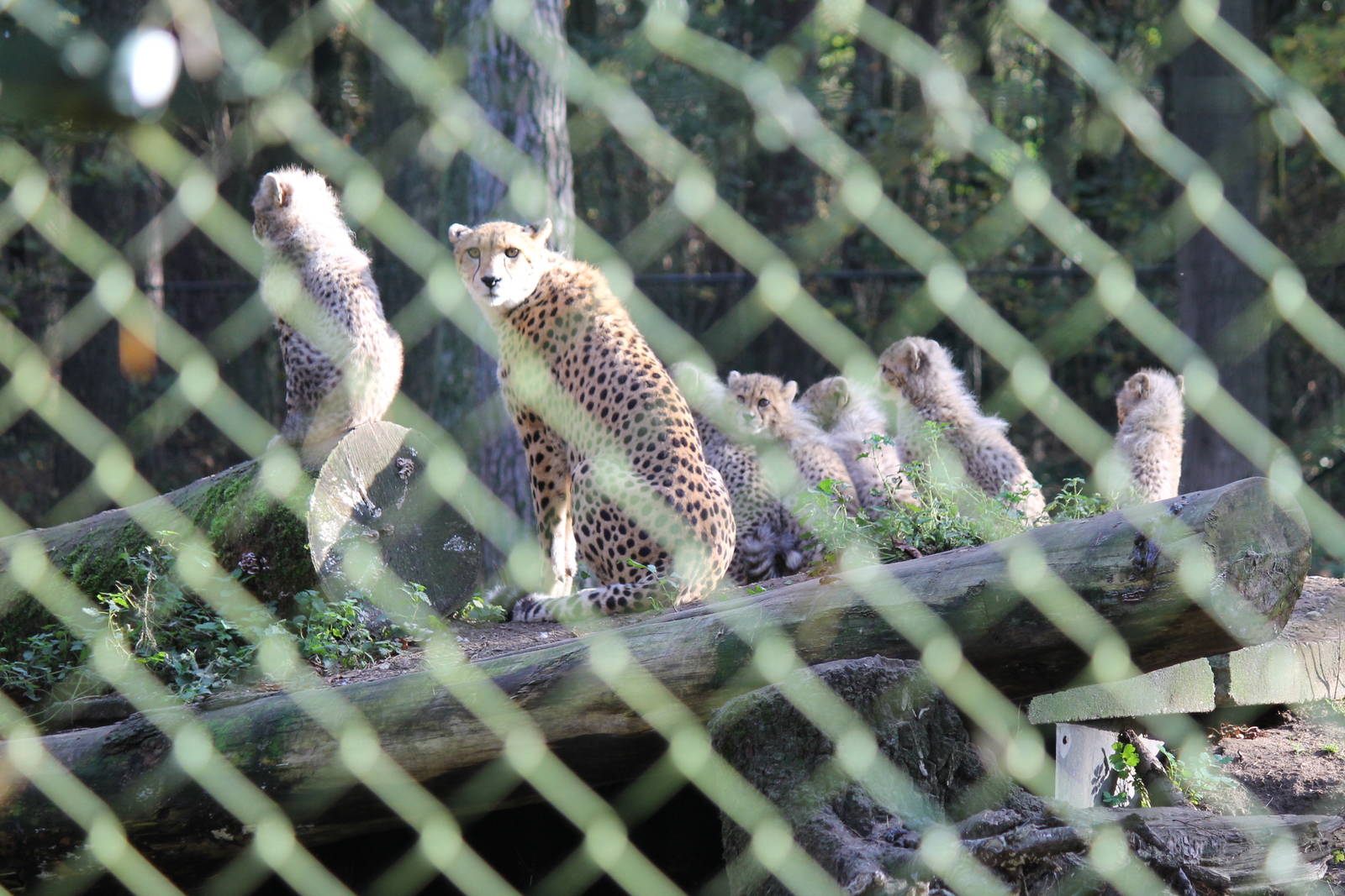Mom cheeta and her six cubs