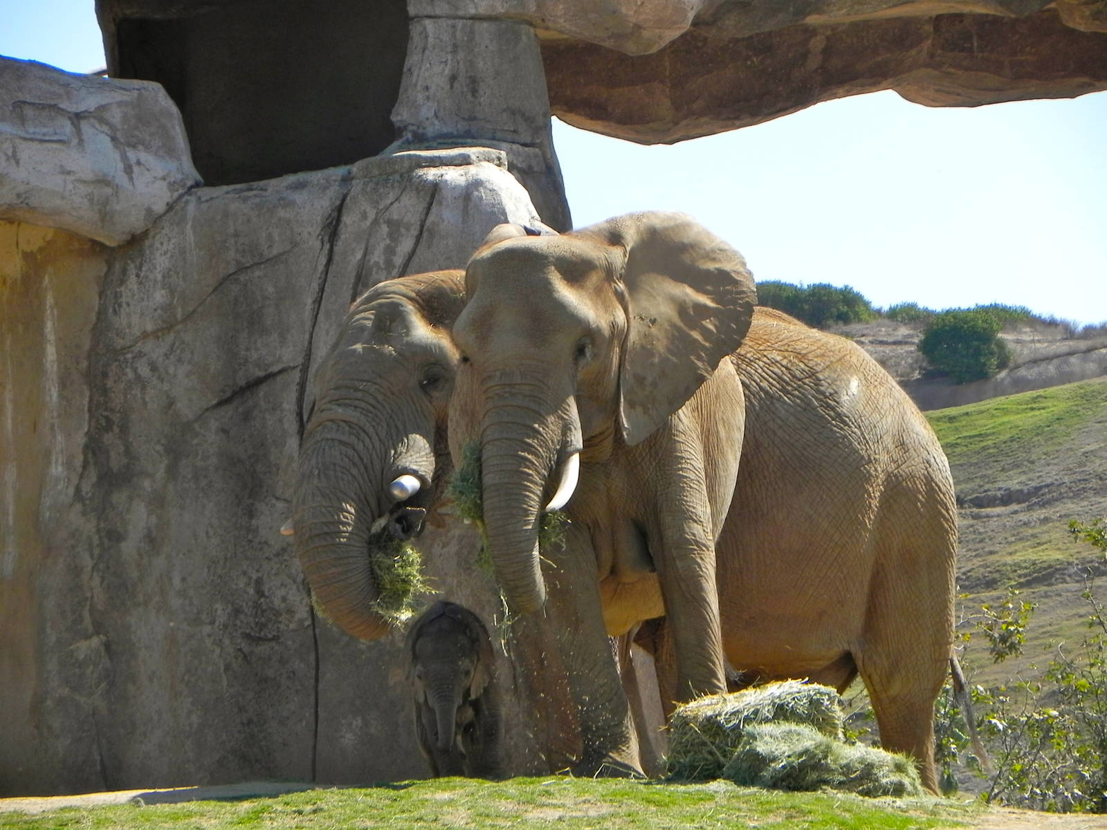 Mom, Dad and new baby