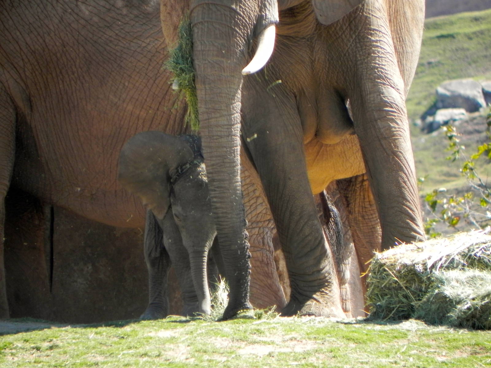 Mom, Dad and new baby