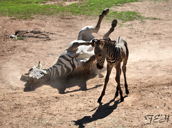 mom rolling baby standing
