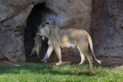 mom taking cub inside