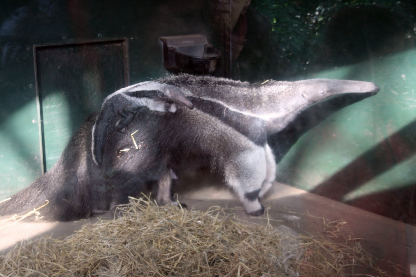 Mom Tousle with her first baby