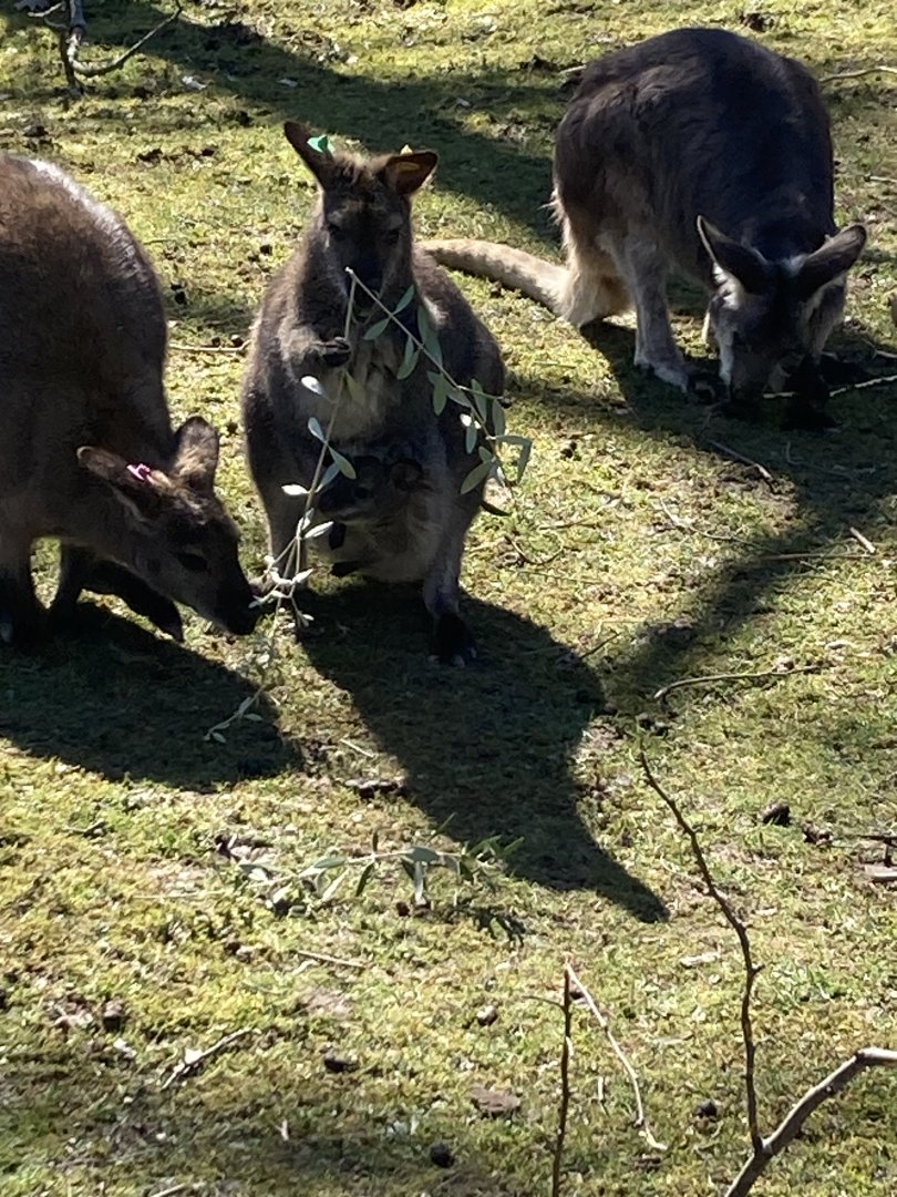 Mom with Joey in her pouch
