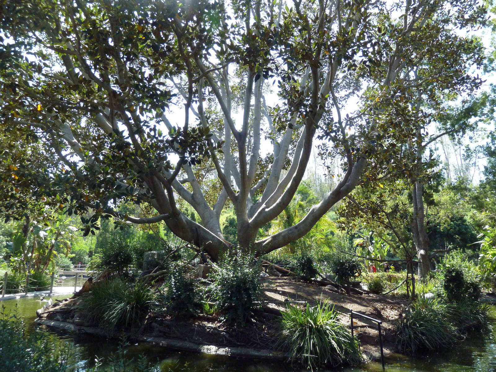 Mombasa Lagoon - Ring-Tailed Lemur Exhibit