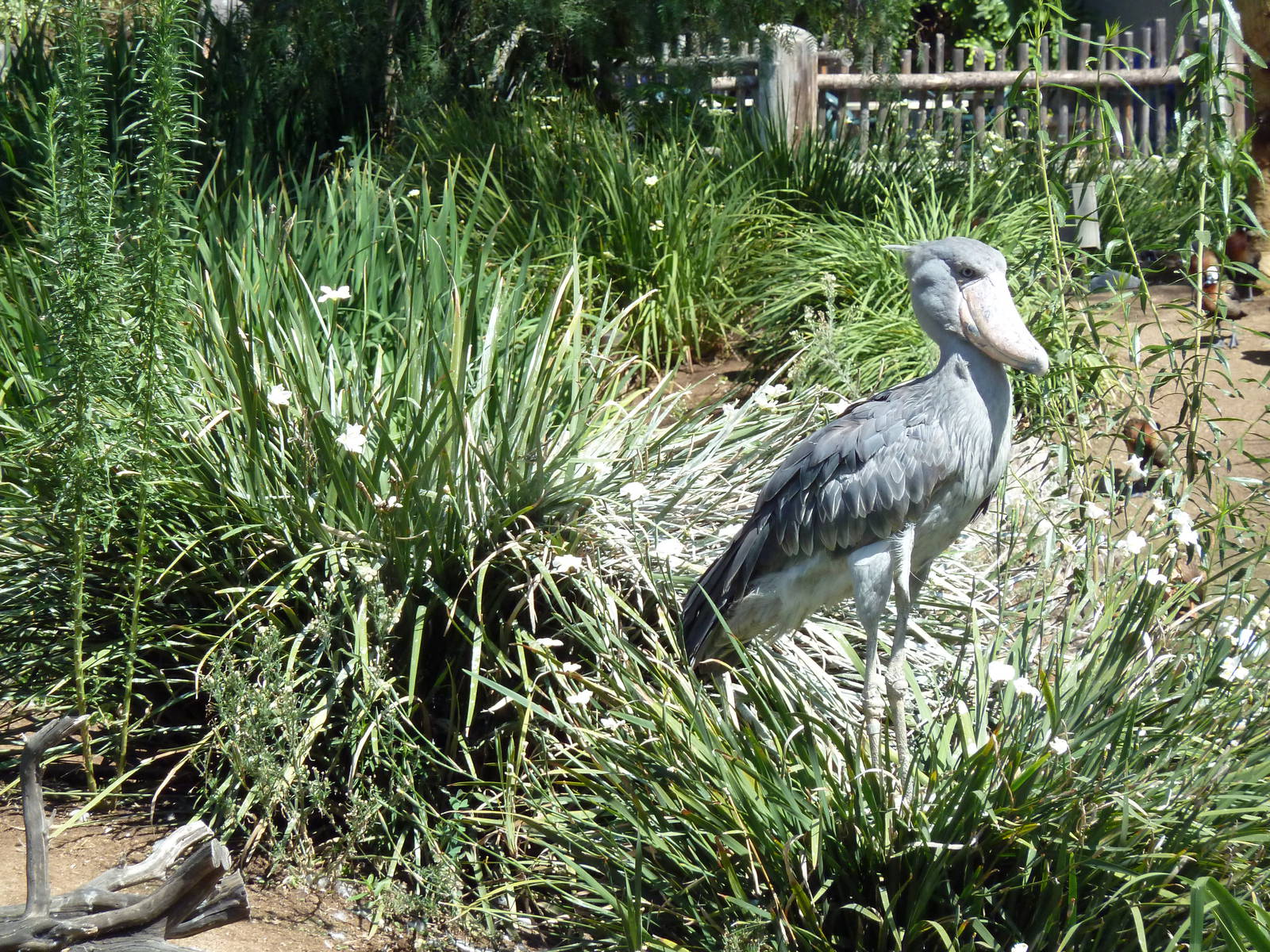Mombasa Lagoon - Shoebill Stork