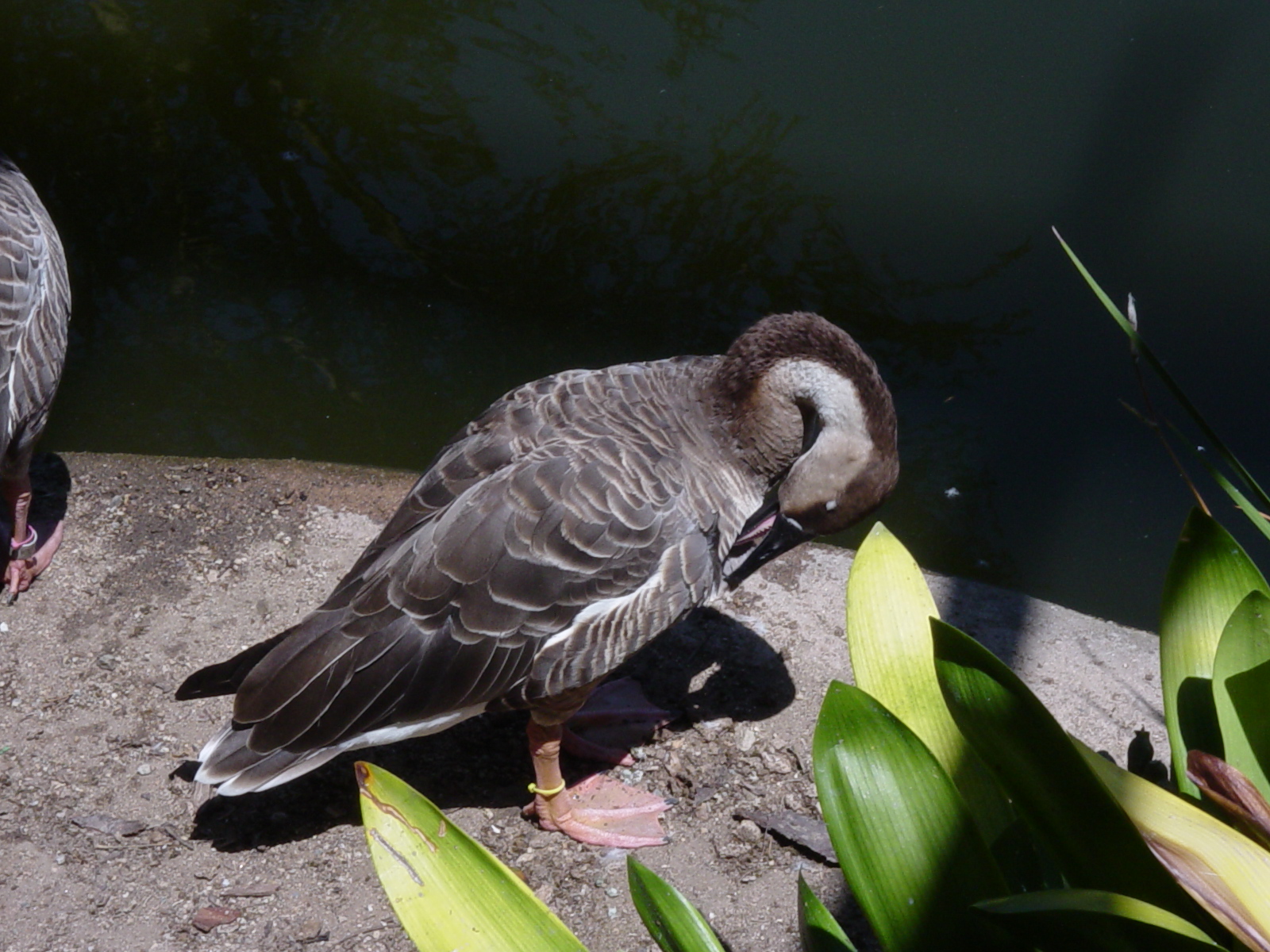 Mombasa Lagoon - Swan Goose