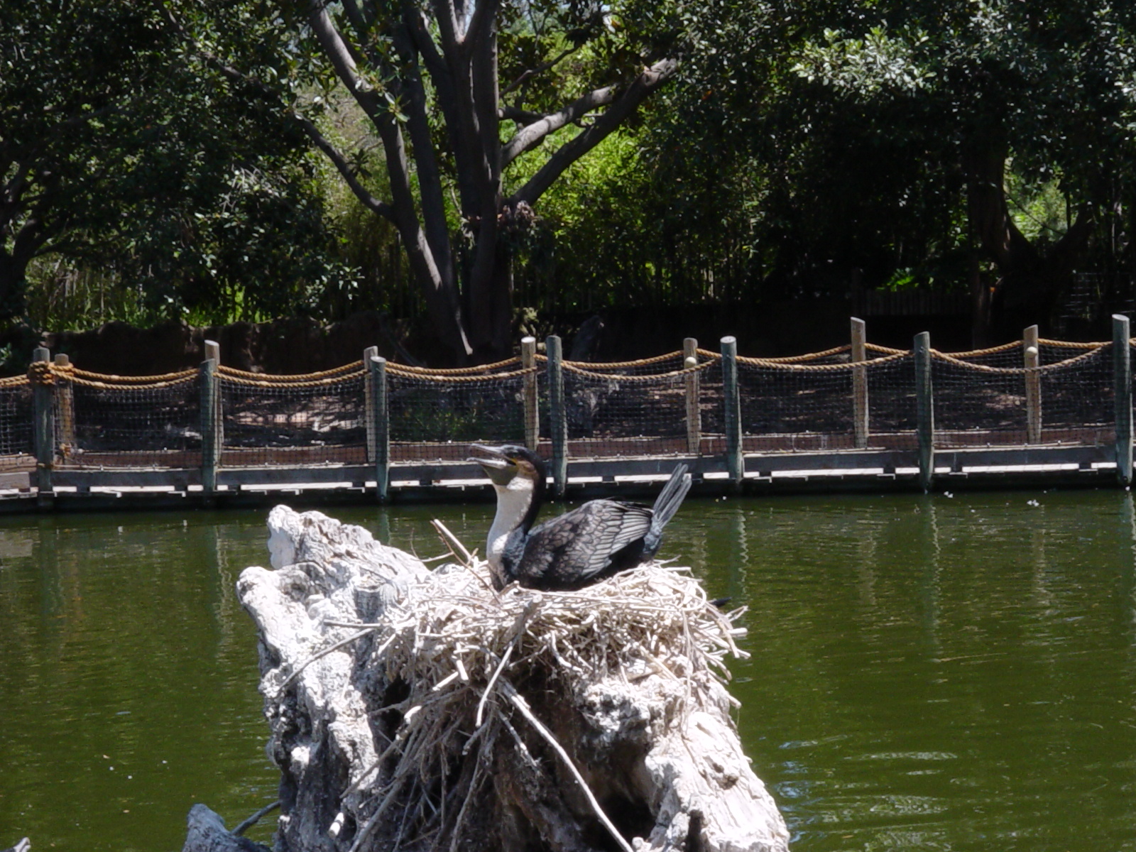 Mombasa Lagoon - White-Breasted Cormorant