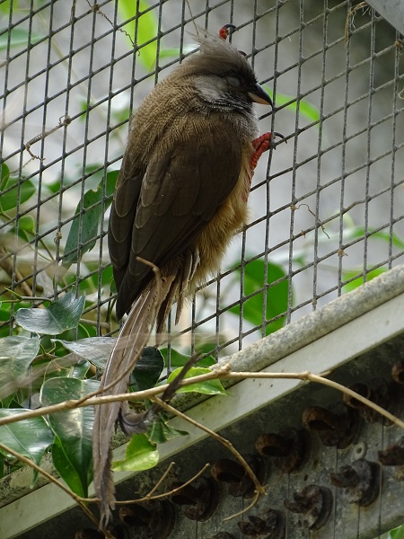 Mombasa speckled mousebird (Colius striatus mombassicus) (07/22)