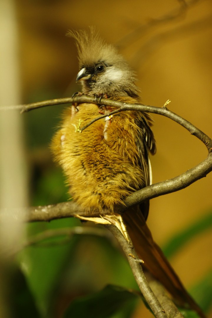 Mombasa speckled mousebird (Colius striatus mombassicus)