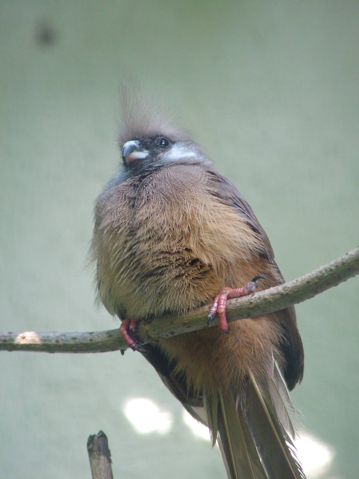 Mombassa Speckled Mousebird at Heppenheim, 05/09/10