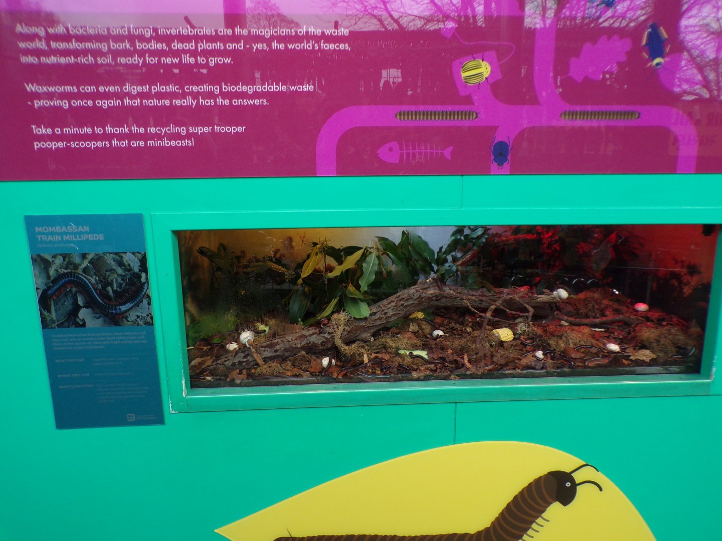 Mombassan train millipede exhibit 11.2.25