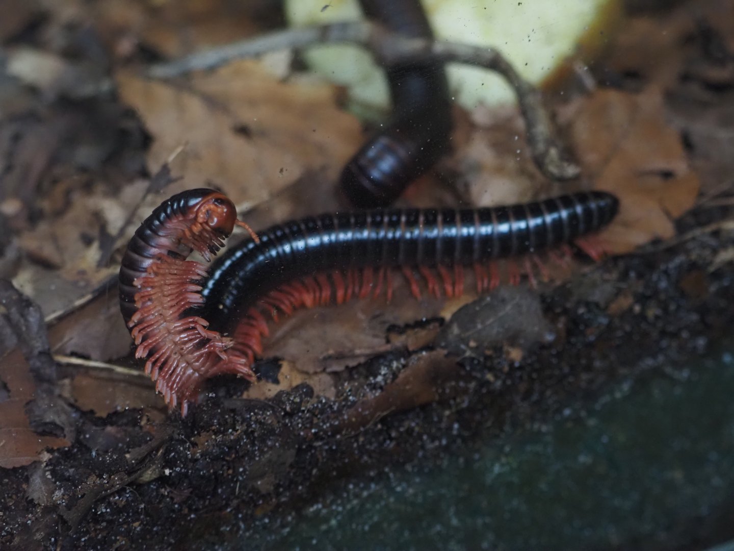 Mombassan Train Millipede