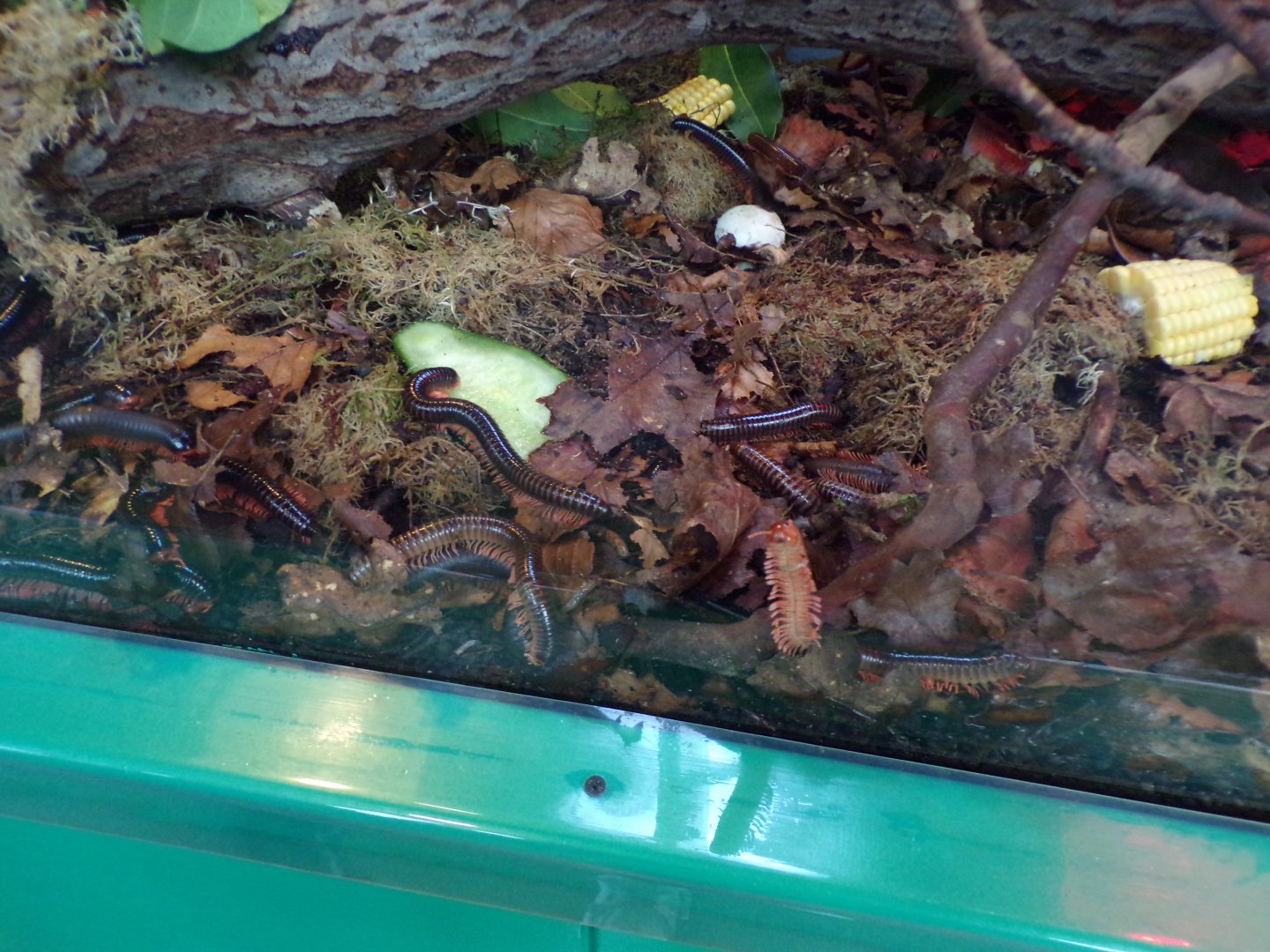 Mombassan train millipedes 11.2.25