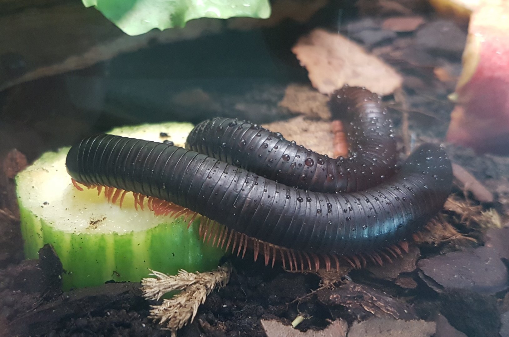 Mombassan train millipedes - Epibolus pulchripes