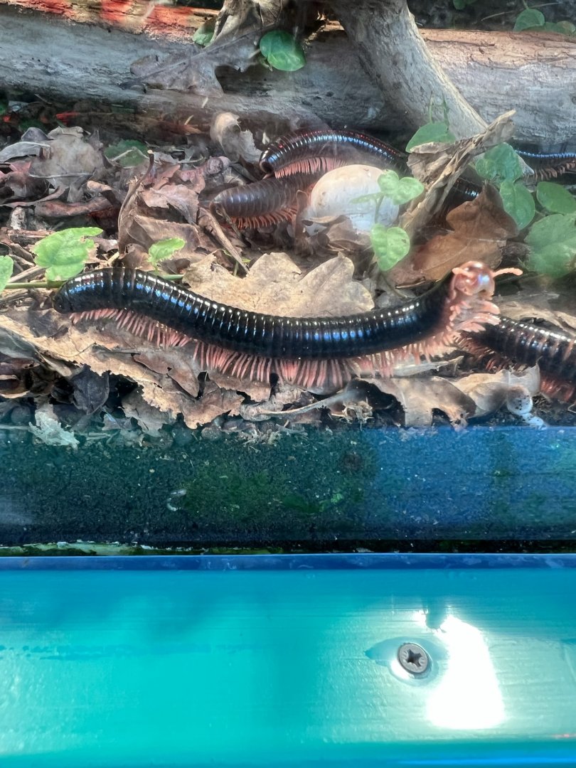 Mombassian Train Millipede (Epibolus pulchripes)