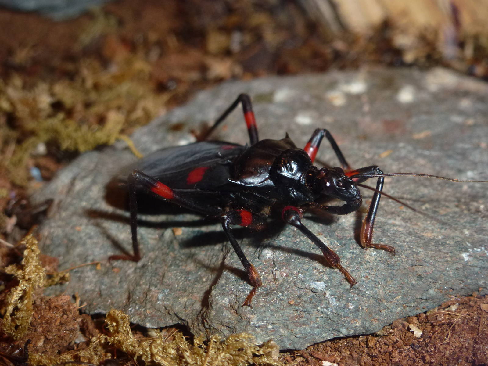 Mombo assassin bug, November 2013.