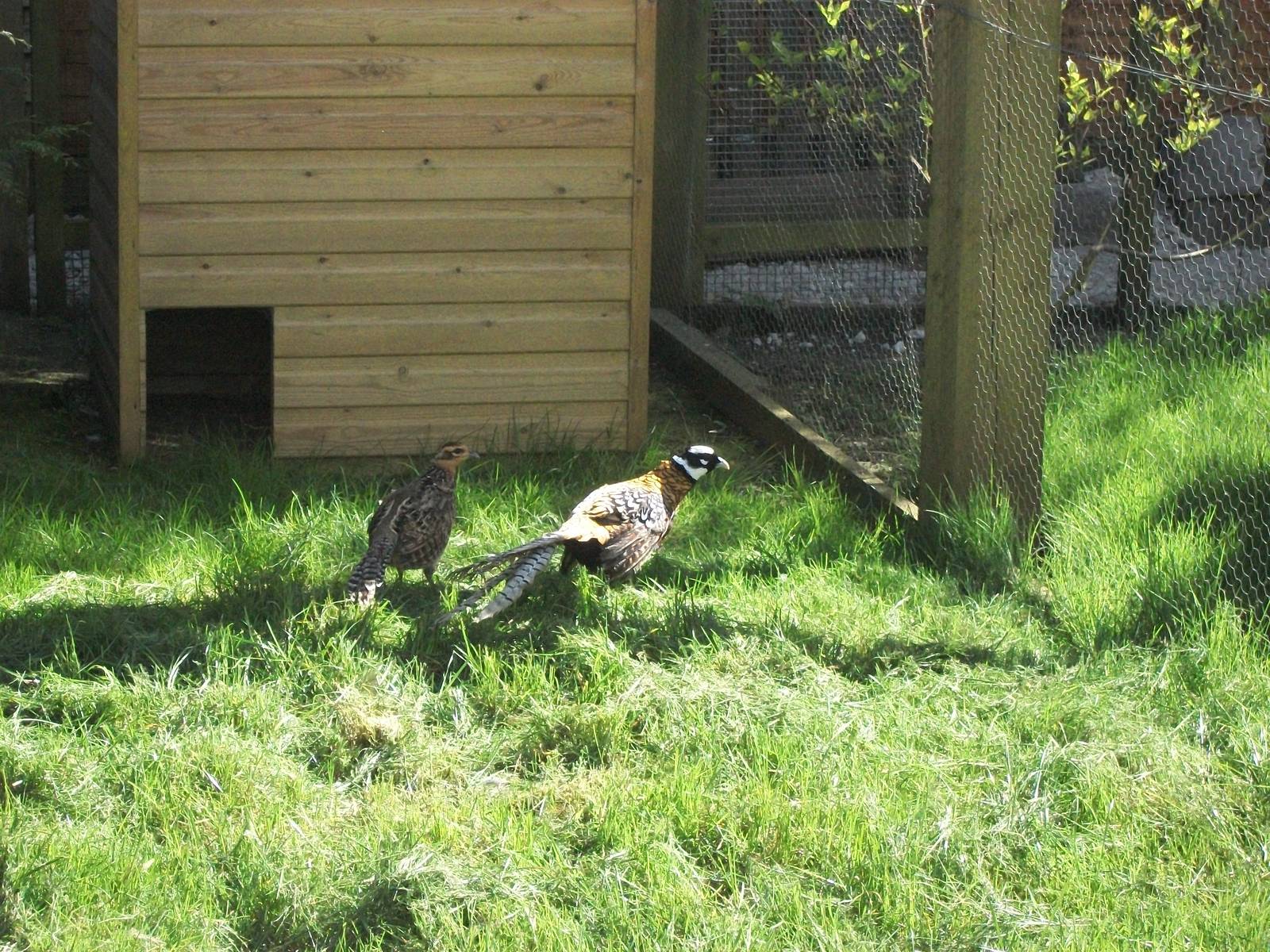 Moments after release, 19th April 2014